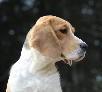 Étalon Beagle - Toundra Des Chasseurs Du Temps