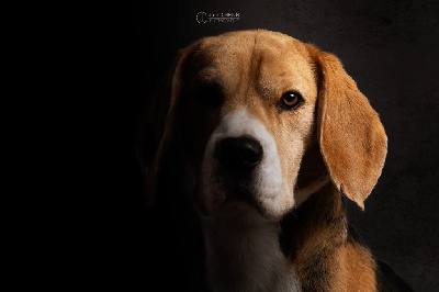 Étalon Beagle - Popeye Des Courants De La Selle