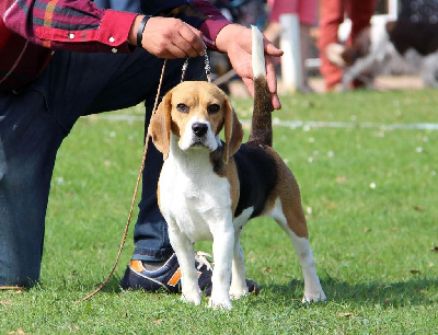 Étalon Beagle - Rubarbe Des Courants De La Selle