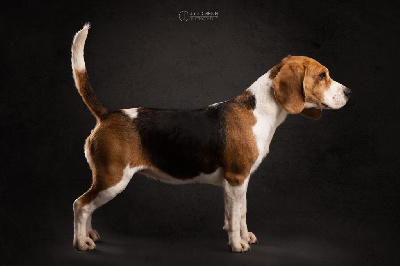 Étalon Beagle - Rumba Du Domaine Des Beagles