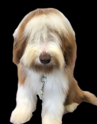 Étalon Bearded Collie - Tourmaline marron De La Petite Jackotiere