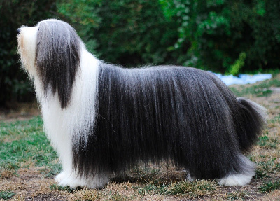 Étalon Bearded Collie - CH. corimist The sun king