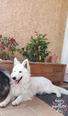 Étalon Berger Blanc Suisse - Rafale Du Domaine Des Bois Blanc