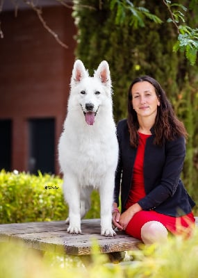 Étalon Berger Blanc Suisse - CH. Um-ka iz beloy brigady