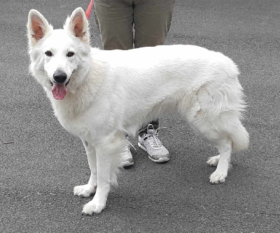 Étalon Berger Blanc Suisse - Nikita (Sans Affixe)