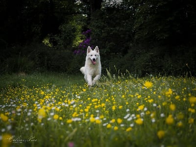 Étalon Berger Blanc Suisse - Maïkko boy Bleizi Asgard