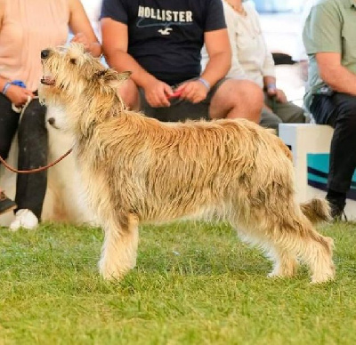 Étalon Berger de Picardie - CH. Pop up Des Granges Du Sot L'y Laisse