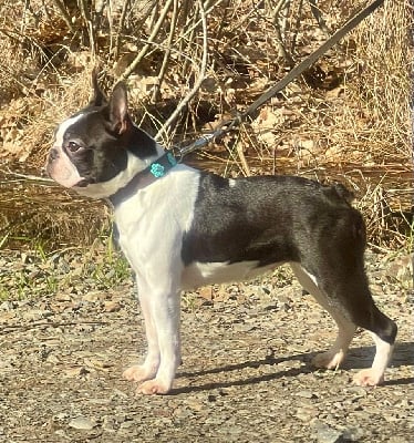 Étalon Boston Terrier - Sweet dream Des Montagnes Du Kurdistan