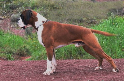 Étalon Boxer - CH. Nelson Du Haras Des Fougeres