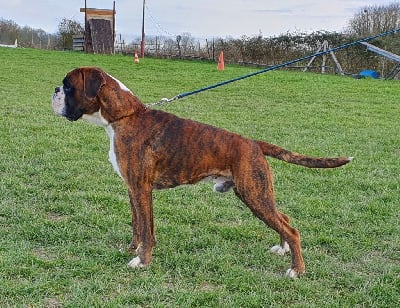 Étalon Boxer - CH. Troxe du Domaine du Sejour de Dolly