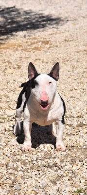 Étalon Bull Terrier Miniature - Spirit Of Liberty Révélation