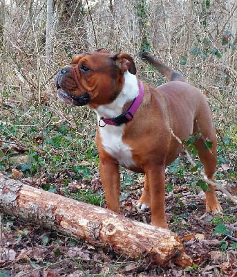 Étalon Bulldog continental - R'eïwa du Cap de la Coste