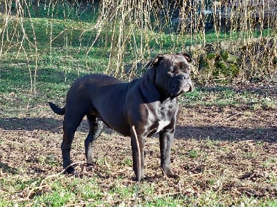 Étalon Bulldog continental - Thaïs du val de gloire