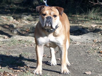 Étalon Bulldog continental - Rocket Des sources sacrees