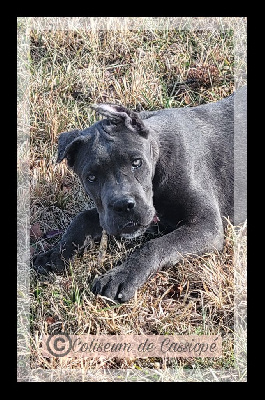 Étalon Cane Corso - Zip zap du Coliseum de Cassiopé