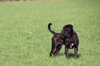 Étalon Cane Corso - S'drakkar Des Seigneurs De Sparte