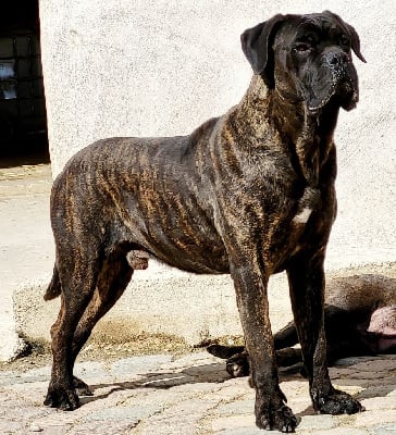 Étalon Cane Corso - Emir delle janare