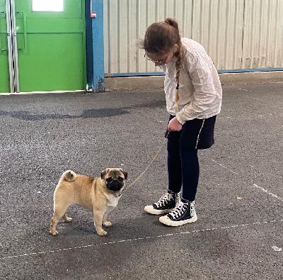 Étalon Carlin - Star is born ( shanel ) Du chevalier de saint maxime