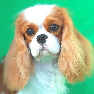 Étalon Cavalier King Charles Spaniel - Io star lord (Sans Affixe)