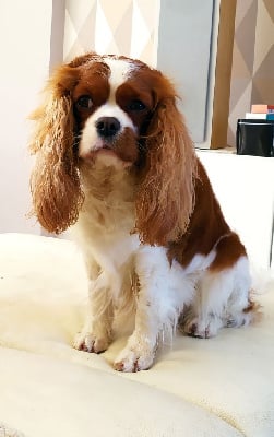 Étalon Cavalier King Charles Spaniel - Rosie (Sans Affixe)