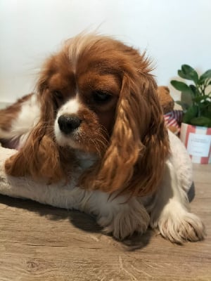 Étalon Cavalier King Charles Spaniel - Shana des bois de la bro