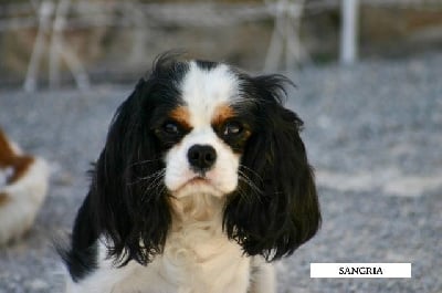 Étalon Cavalier King Charles Spaniel - Sangria de la Bastide du Jas de Jeromes