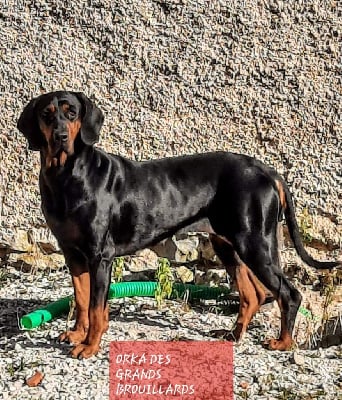 Étalon Chien Courant Polonais - CH. Orka Des Grands Brouillards