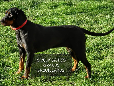 Étalon Chien Courant Polonais - S'zoumba Des Grands Brouillards