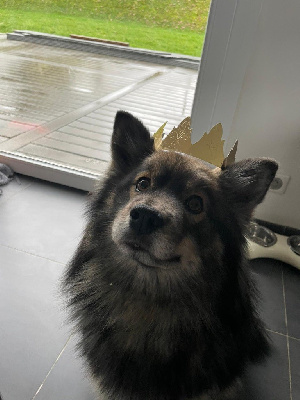 Étalon Chien finnois de Laponie - Rauny l'oursonne Of Wolf Forest Endless