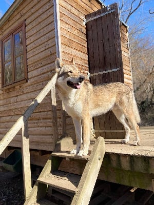 Étalon Chien-loup tchecoslovaque - Onirim De La Tanière Du Ternin