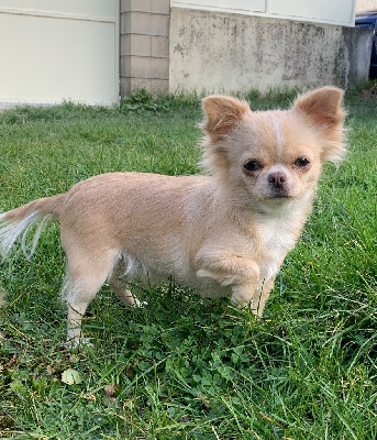 Étalon Chihuahua - Rosie Du Domaine De Virginyamael