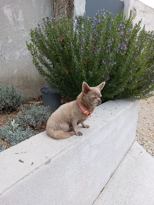 Étalon Chihuahua - R'mione (Sans Affixe)