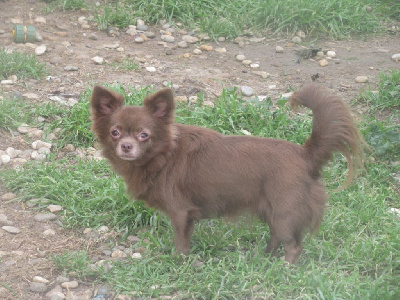 Étalon Chihuahua - Nutella ninja Des Iris Du Parc Royal