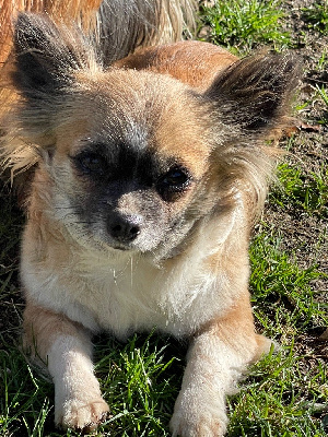 Étalon Chihuahua - Ricola du moulin de madjurie