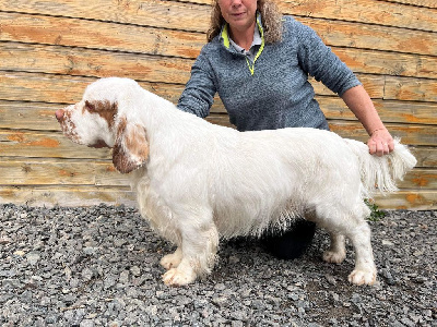 Étalon Clumber Spaniel - grenneasen's Mr freeze