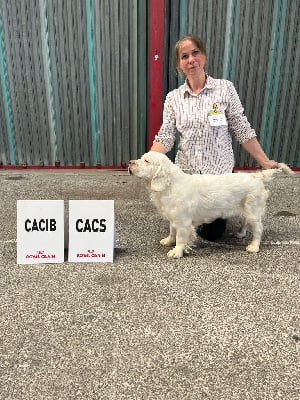 Étalon Clumber Spaniel - Snow Des Touches Du Perche