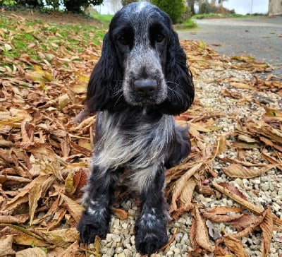 Étalon Cocker Spaniel Anglais - So sweet and Lovely Tequila sunrise