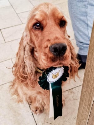 Étalon Cocker Spaniel Anglais - Shiva Du Domaine D'Anteros