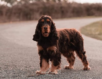 Étalon Cocker Spaniel Anglais - Orphee Du Domaine D'Anteros