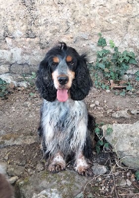 Étalon Cocker Spaniel Anglais - Oxygene du Hameau de Crecques