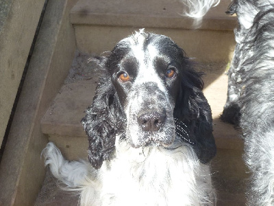 Étalon Cocker Spaniel Anglais - Sioule Du taillis du houx