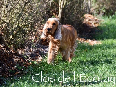 Étalon Cocker Spaniel Anglais - Suzy Du Clos De L'Ecotay