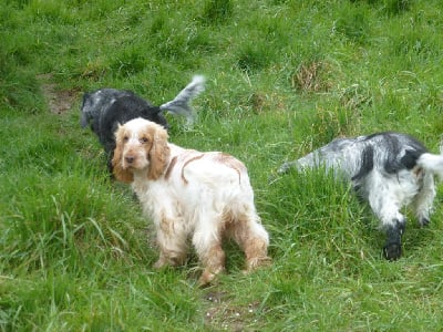 Étalon Cocker Spaniel Anglais - Steppe Du taillis du houx