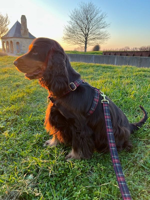 Étalon Cocker Spaniel Anglais - Soma asuna Du Domaine D'Anteros