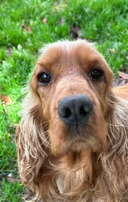 Étalon Cocker Spaniel Anglais - Riplay De sandie landes