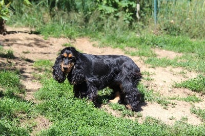 Étalon Cocker Spaniel Anglais - Sega Du Royaume D'Unik