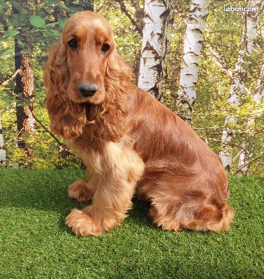 Étalon Cocker Spaniel Anglais - Shikago du domaine de sainte gladyce