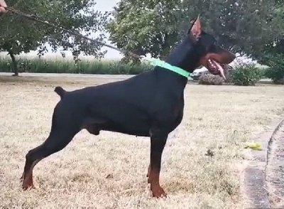 Étalon Dobermann - Propriete exclusive de l elevage BARONERA, base en Serbie. Rihan de akido san