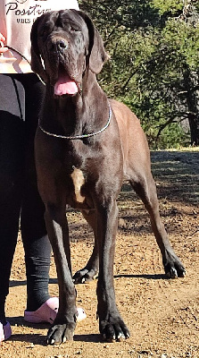 Étalon Dogue allemand - Saramaka de l'Outsaïna