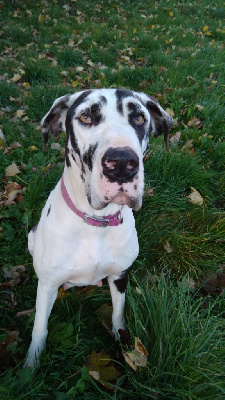 Étalon Dogue allemand - Rainbow n the darkness De La Lumière De Nerthus